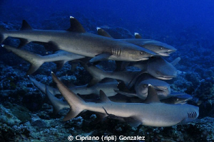 love frenzy at Ari atoll by Cipriano (ripli) Gonzalez 